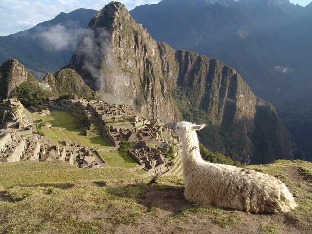 Llamas, Machu Pichu, Perú